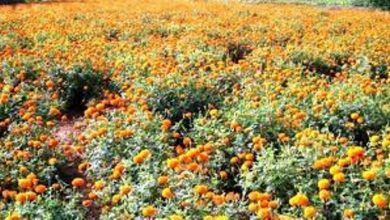 Photo of किसानों की आय बढ़ाने में सहायक हो रही है व्यावसायिक फूलों की खेती