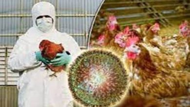 Photo of Bird Flu Threat: ठाणे के पोल्ट्री फार्म में 100 मुर्गियों की अचानक मौत से मचा हड़कंप, जांच को भेजे गए नमूने