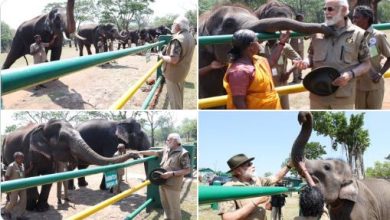 Photo of प्रधानमंत्री श्री नरेन्‍द्र मोदी ने विश्व हाथी दिवस पर हाथी की सुरक्षा के लिए प्रतिबद्धता को दोहराया