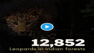 Photo of बाघ, शेर और तेंदुए की बढ़ती संख्या इस बात का प्रमाण है कि भारत वन्य जीवों के लिए एक बेहतरीन जगह है: प्रकाश जावडेकर