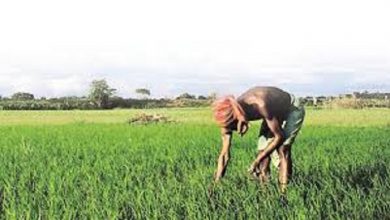 Photo of प्रदेश सरकार द्वारा किसानों को गुणवत्तायुक्त बीज, खाद, कृषि रक्षा रसायन उपलब्ध कराने से फसलोत्पादन में हुई बढ़ोत्तरी