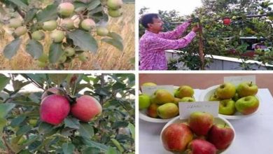 Photo of Low-chilling apple variety developed by Himachal farmer spreads far & wide