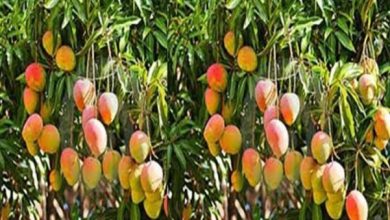 Photo of बागों में पकने योग्य फल की समय से तुड़वाई अवश्य कर ली जाये: डाॅ0 आर0 के0 तोमर