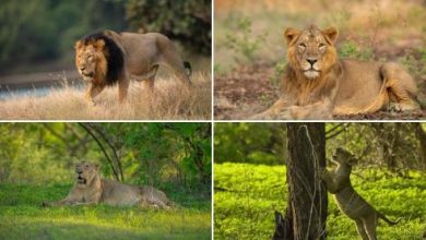 Photo of प्रधानमंत्री श्री नरेन्द्र मोदी ने विश्व शेर दिवस पर शेरों के संरक्षण के लिये जुनूनी सभी लोगों को बधाई दी
