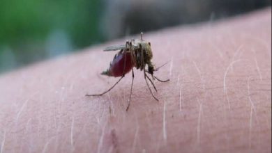 Photo of मलेरिया से लड़ने में ज्यादा सक्षम है स्वत: पैदा हुई प्रतिरोधक क्षमता, अध्ययन में सामने आई नई जानकारी
