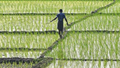 Photo of प्रदेश सरकार ने किसानों को मण्डी समितियों के माध्यम से दी है अनेक रियायतें