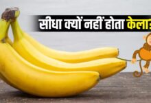 Photo of क्या आपके दिमाग में कभी आया यह ख्याल… हमेशा टेढ़ा ही क्यों होता है 